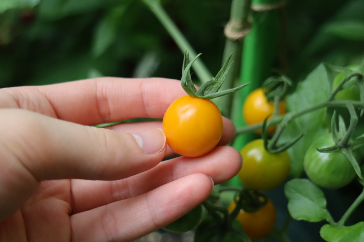 f:id:tomato_1:20210615222520j:plain
