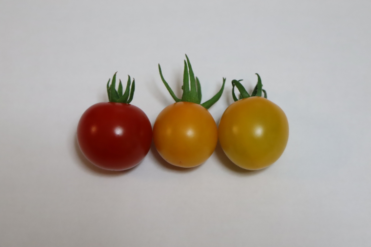 f:id:tomato_1:20210615222529j:plain