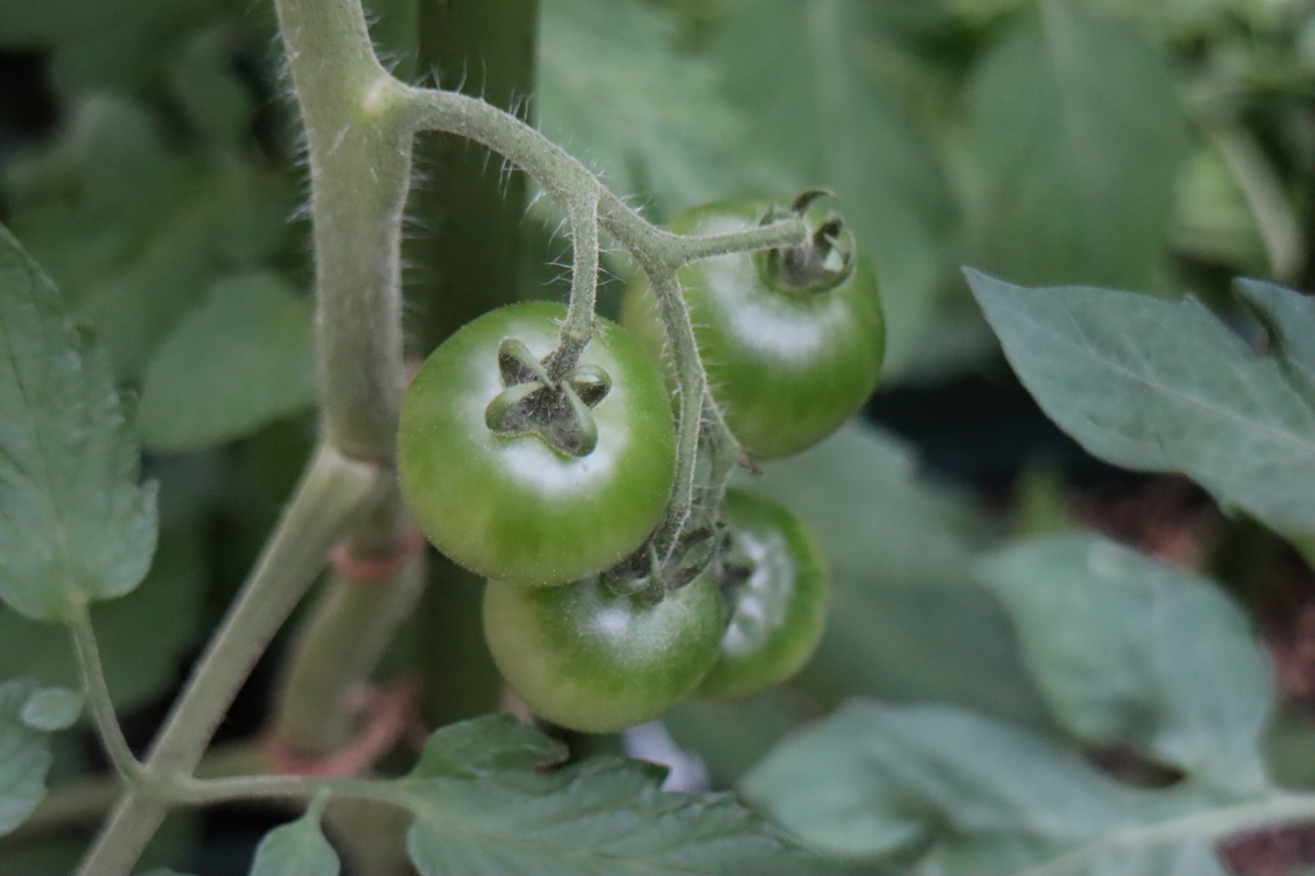 f:id:tomato_1:20210615222746j:plain