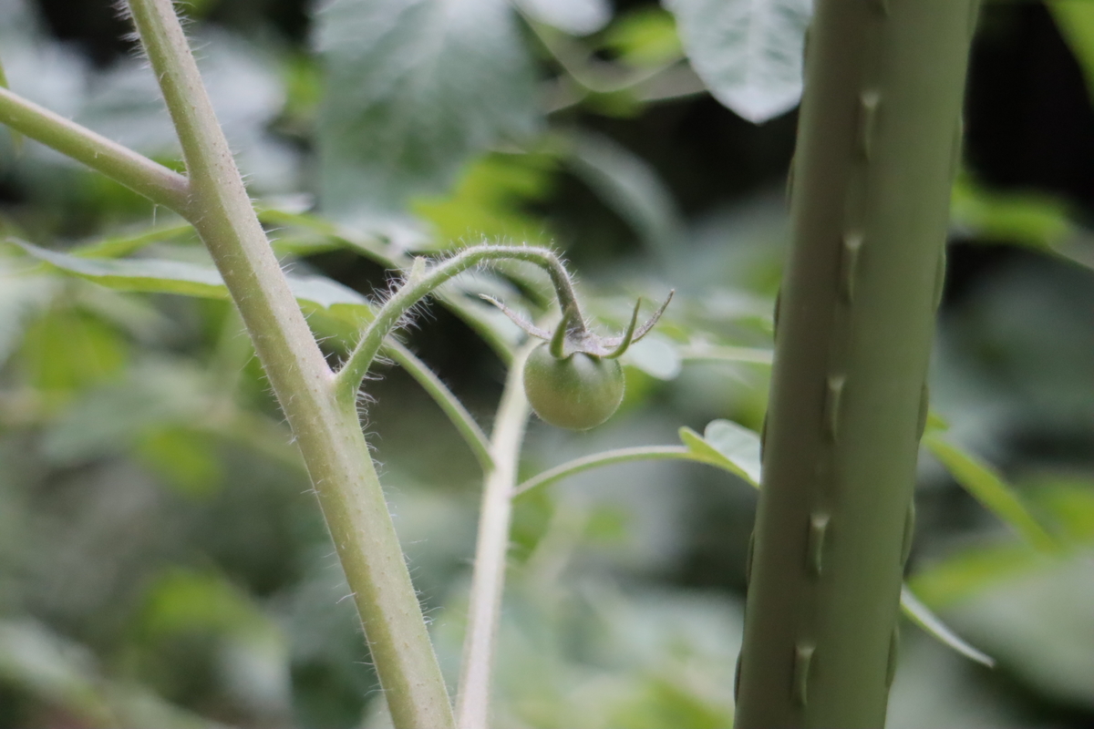 f:id:tomato_1:20210615222811j:plain