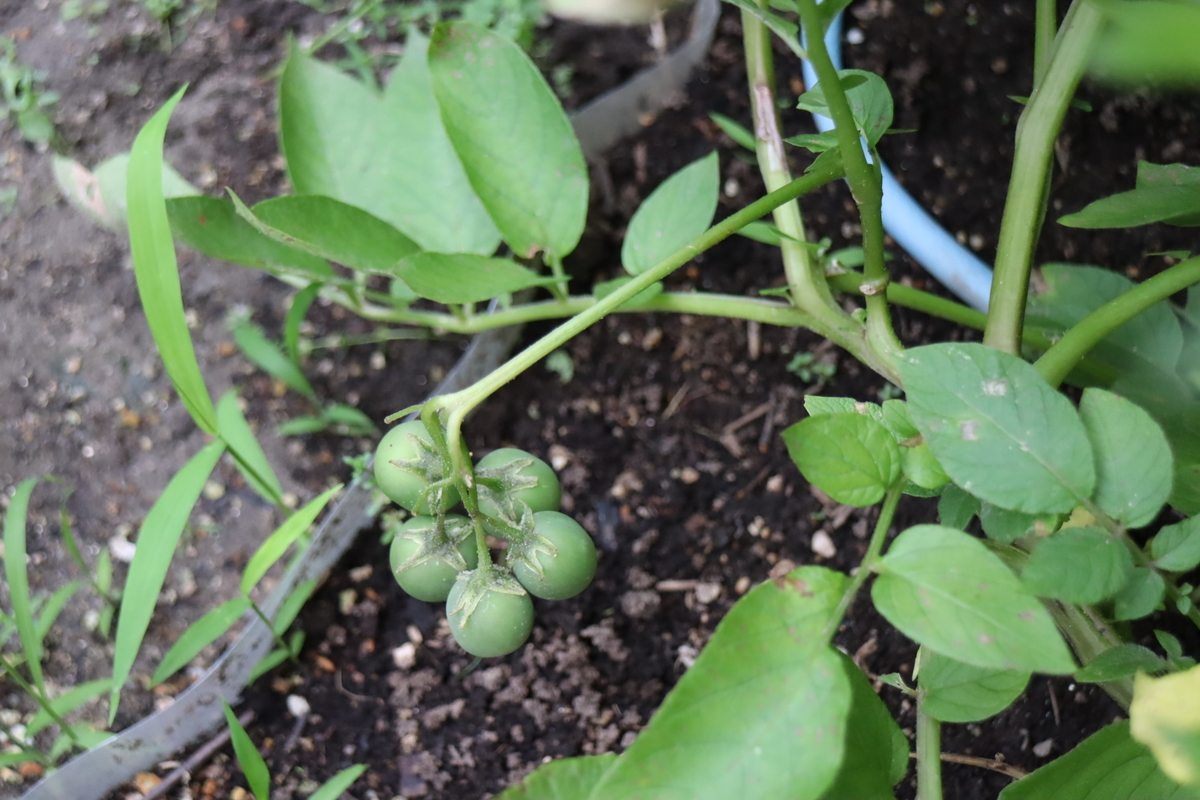 f:id:tomato_1:20210615223140j:plain