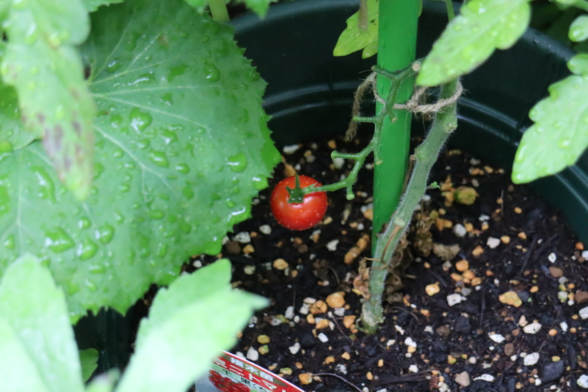 f:id:tomato_1:20210617050242j:plain
