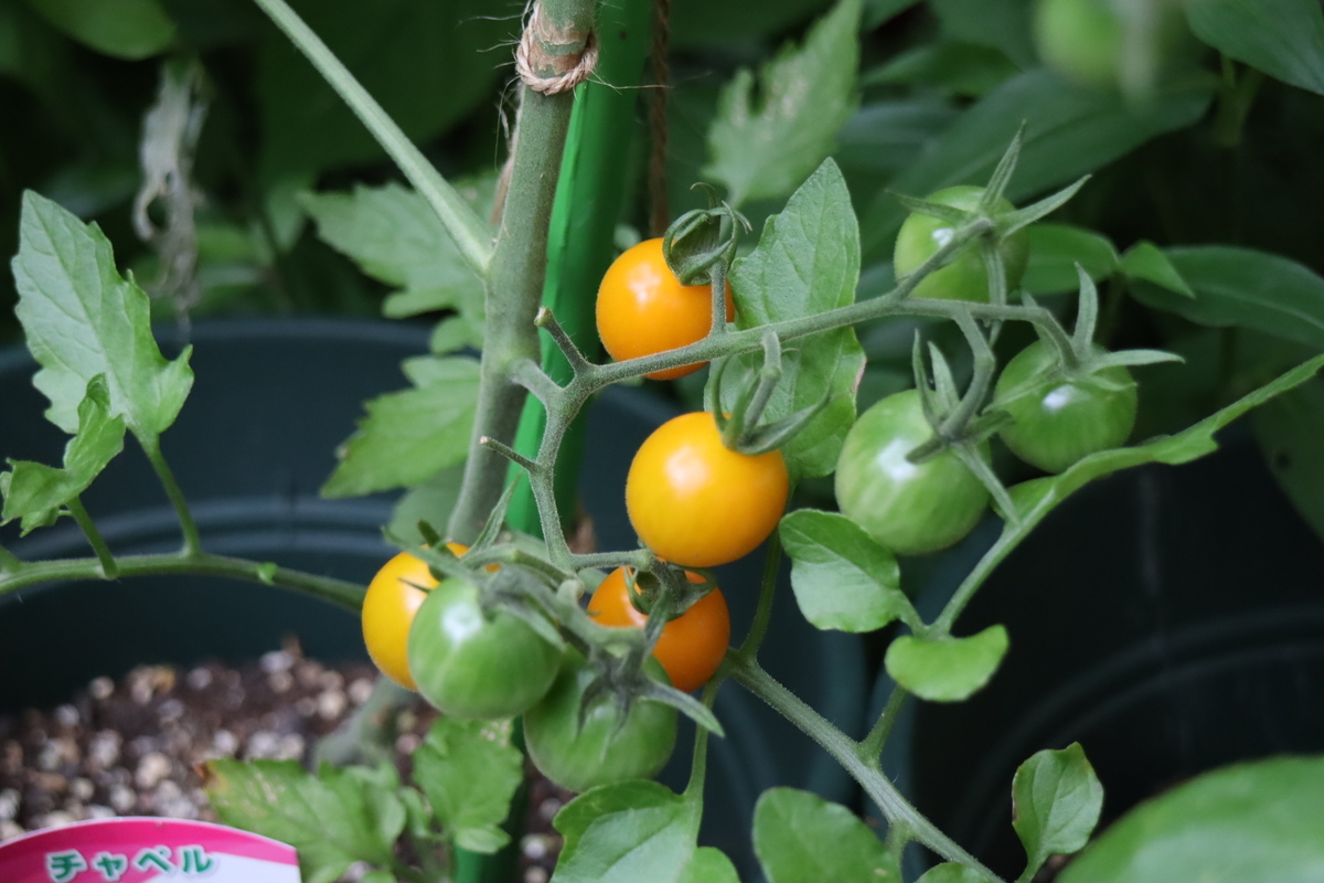f:id:tomato_1:20210618033243j:plain