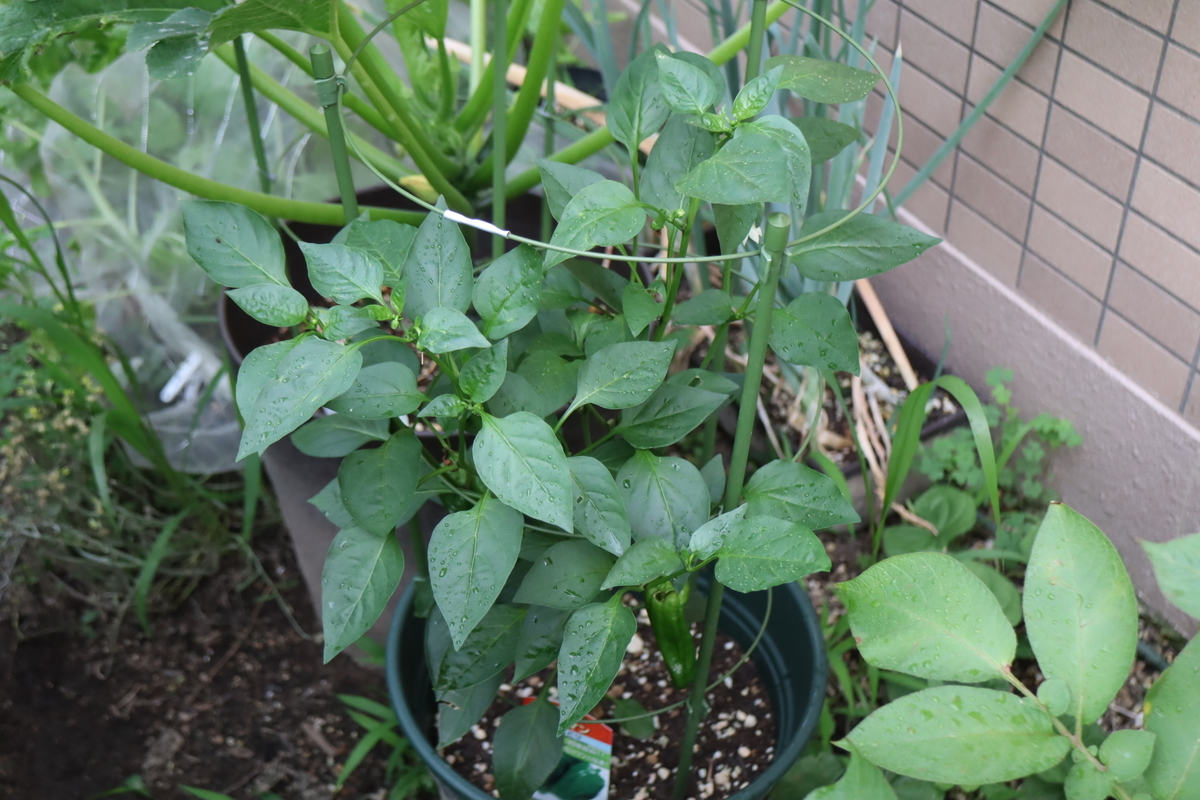 f:id:tomato_1:20210618034230j:plain