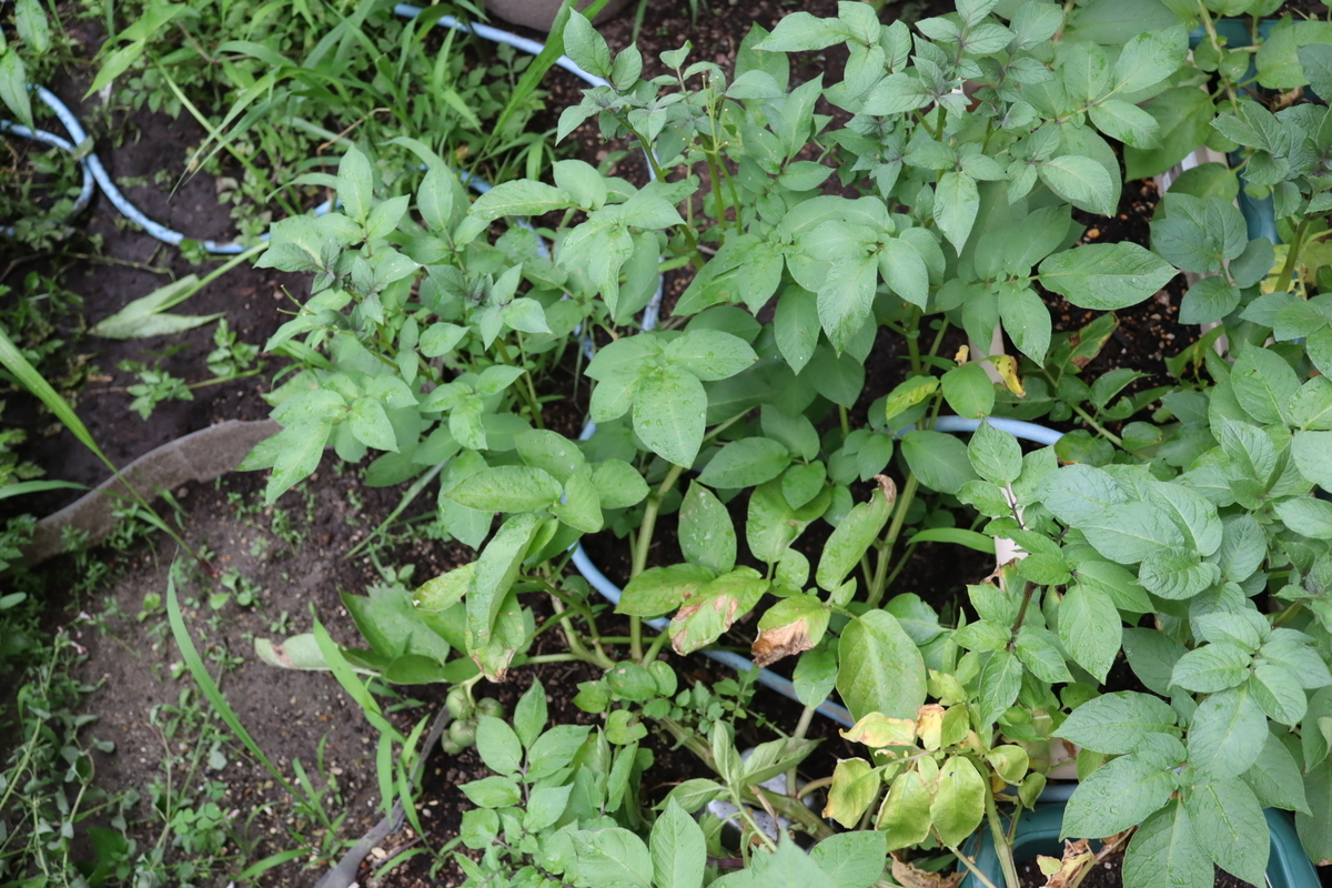 f:id:tomato_1:20210618035328j:plain