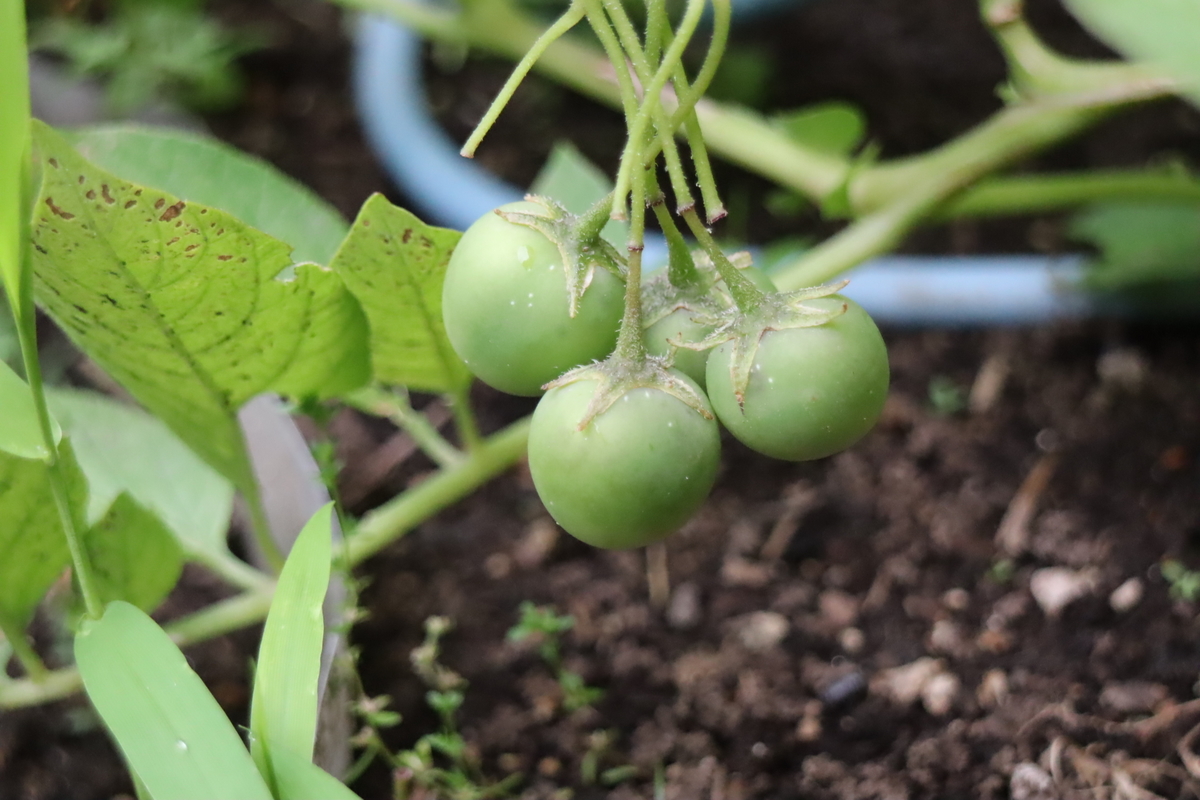f:id:tomato_1:20210618035429j:plain