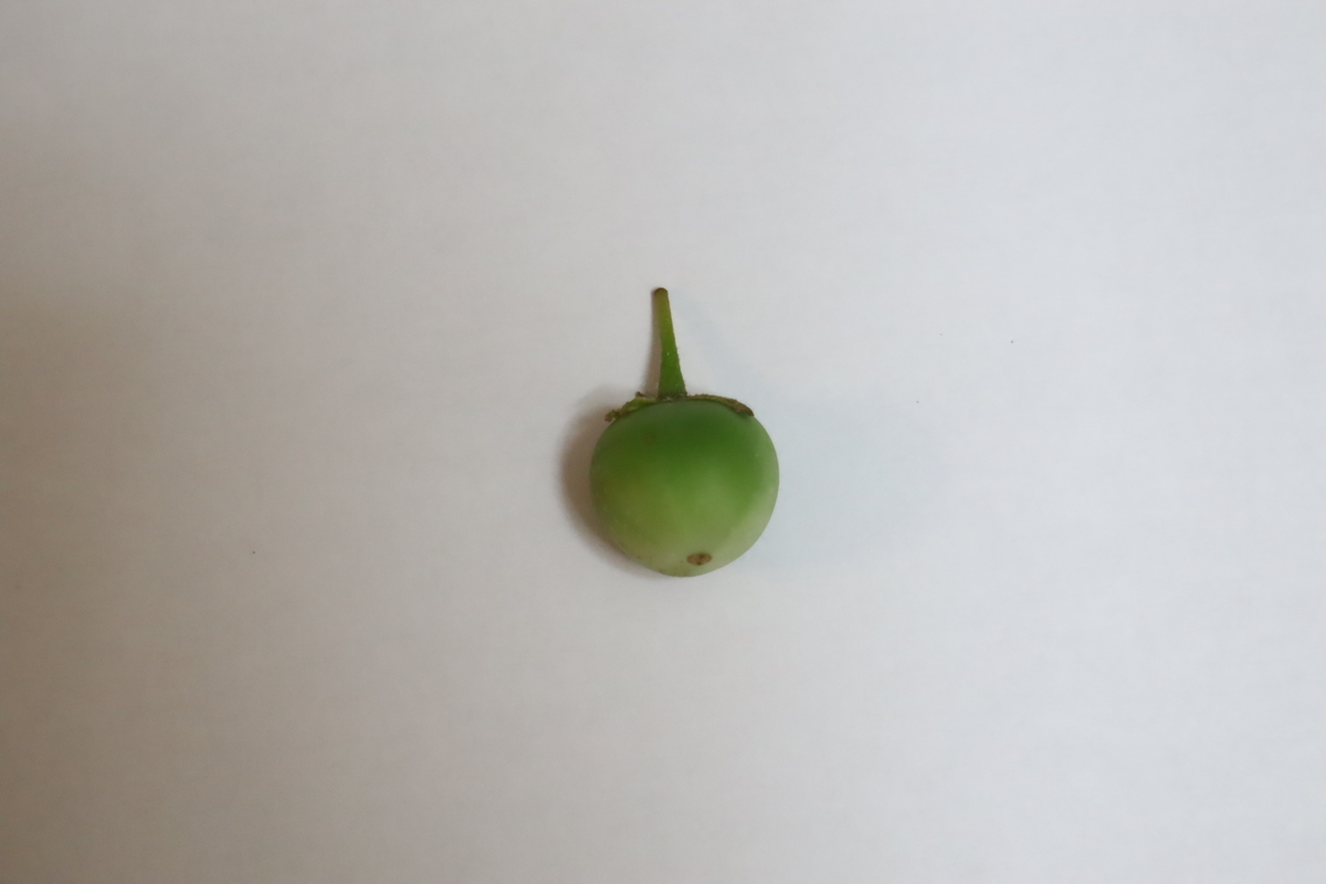 f:id:tomato_1:20210618035614j:plain