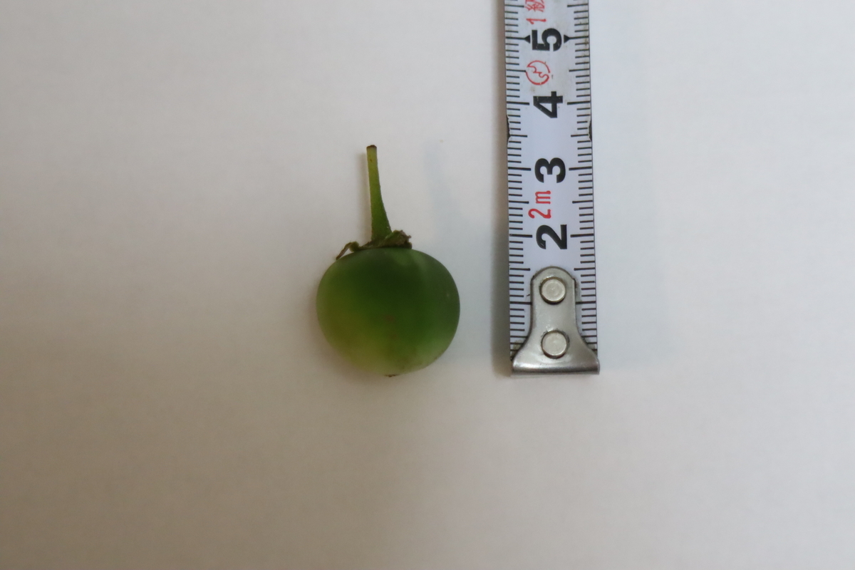 f:id:tomato_1:20210618035638j:plain