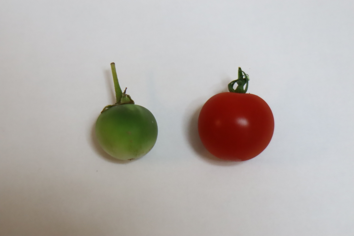 f:id:tomato_1:20210618035724j:plain