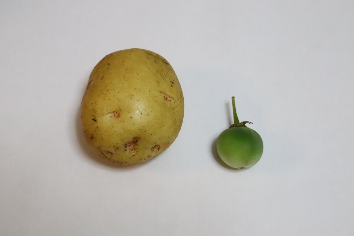 f:id:tomato_1:20210618042442j:plain