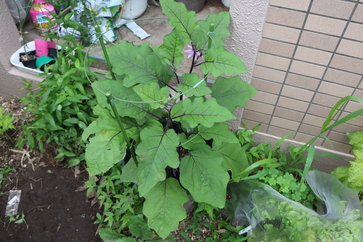f:id:tomato_1:20210619034611j:plain