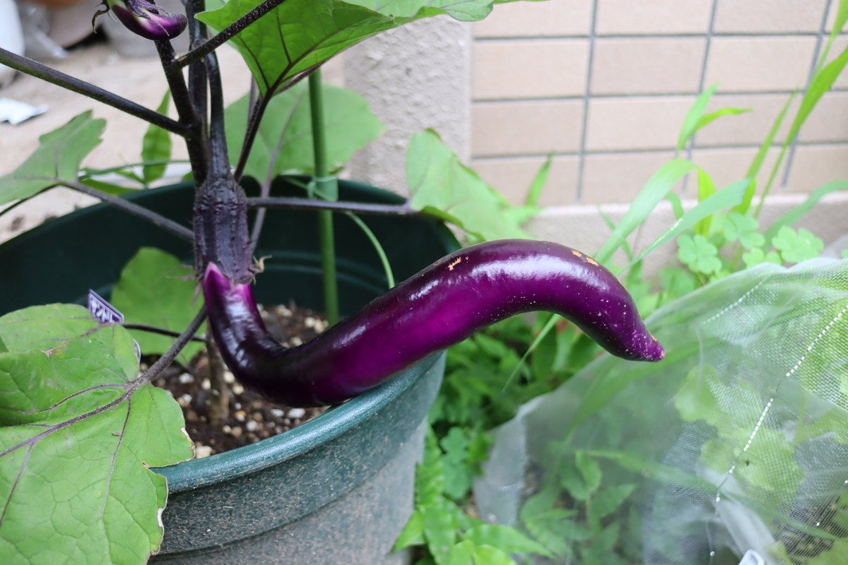 f:id:tomato_1:20210619034624j:plain