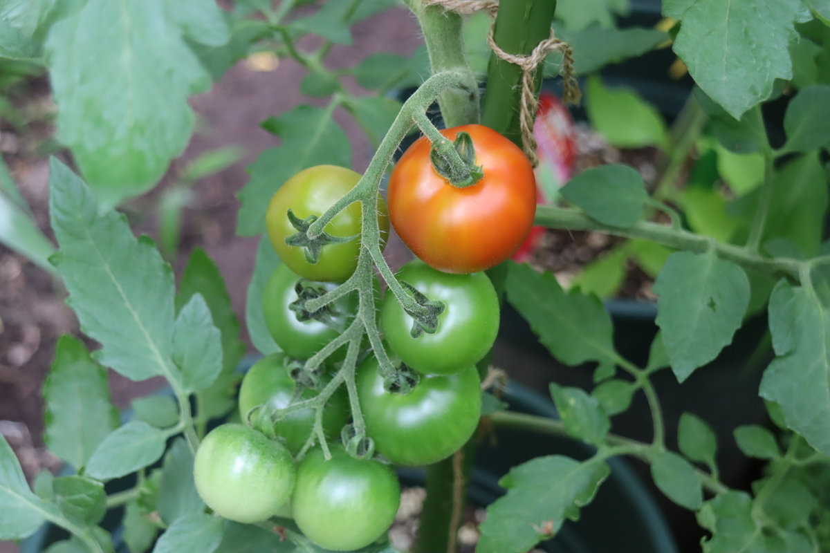 f:id:tomato_1:20210619034850j:plain