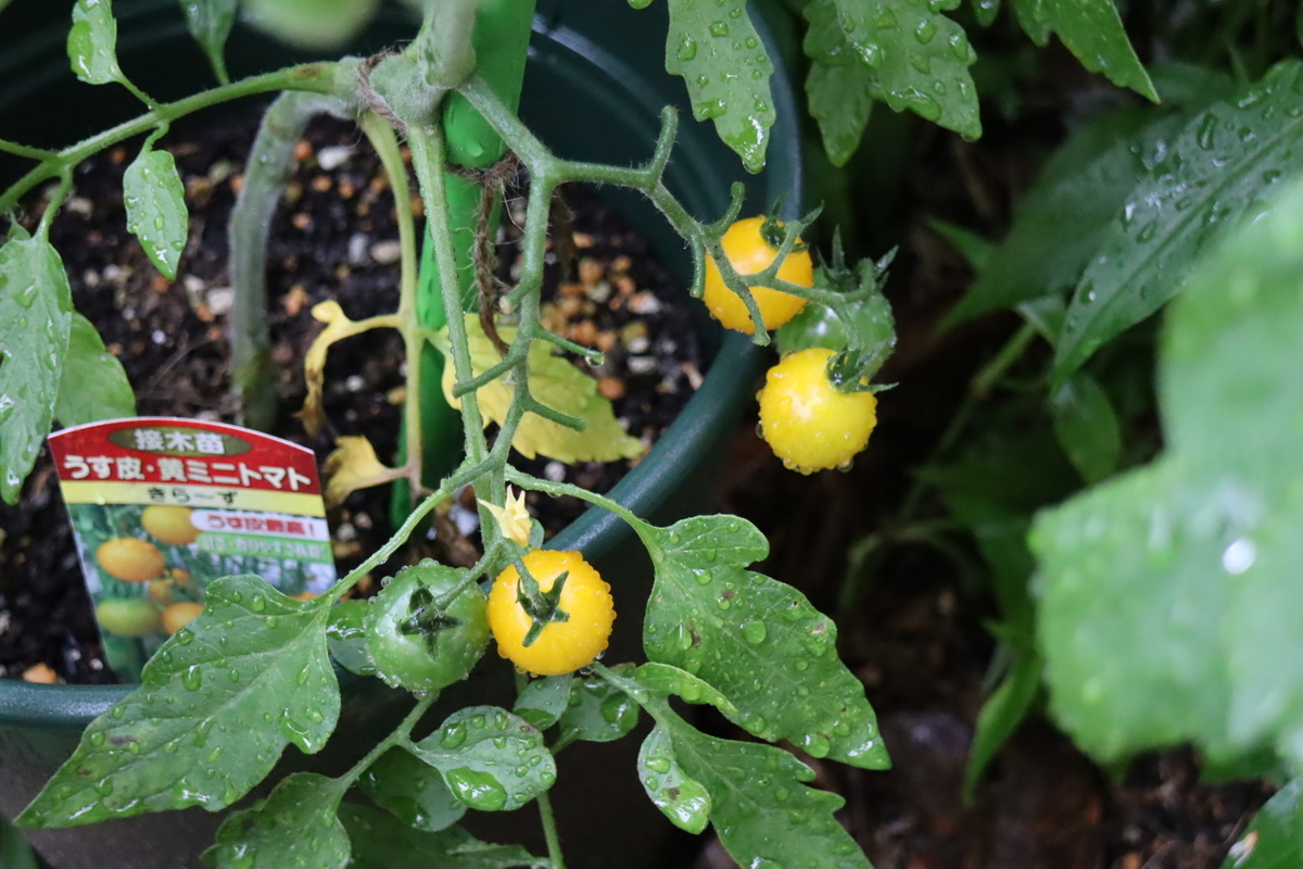 f:id:tomato_1:20210620023138j:plain