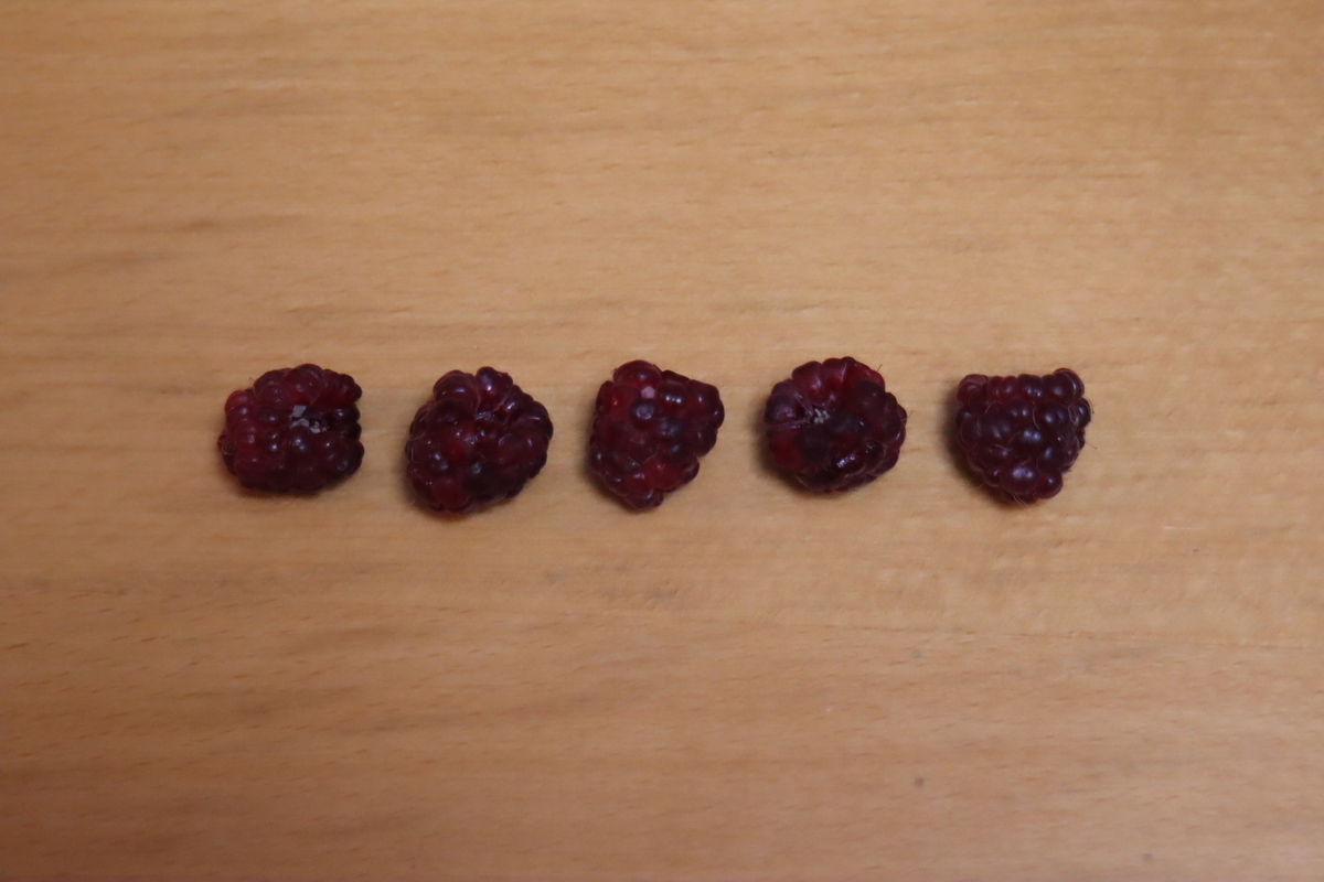 f:id:tomato_1:20210620023717j:plain
