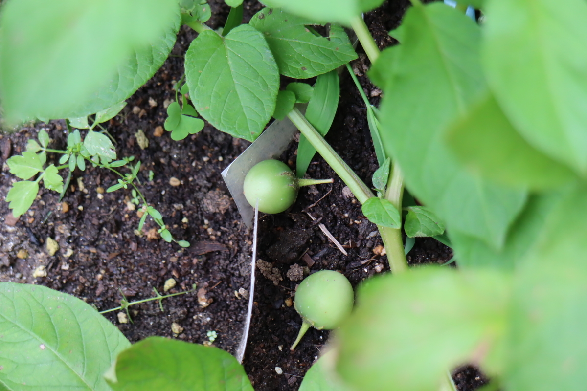 f:id:tomato_1:20210621031651j:plain