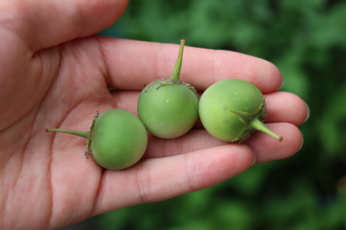 f:id:tomato_1:20210621031941j:plain