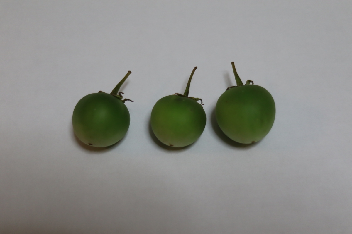 f:id:tomato_1:20210621032017j:plain