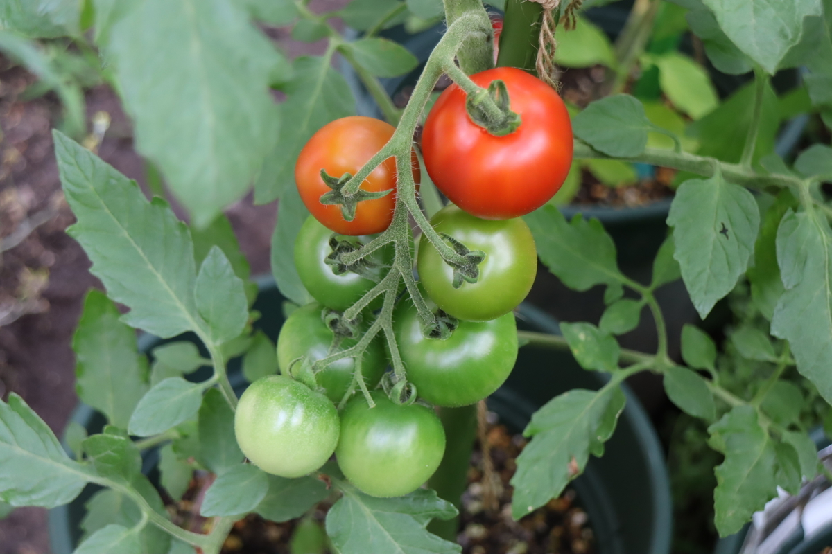 f:id:tomato_1:20210621033814j:plain