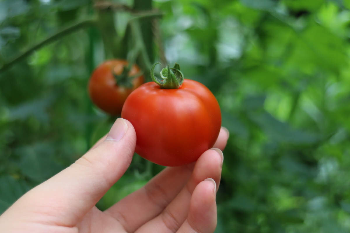 f:id:tomato_1:20210621033851j:plain