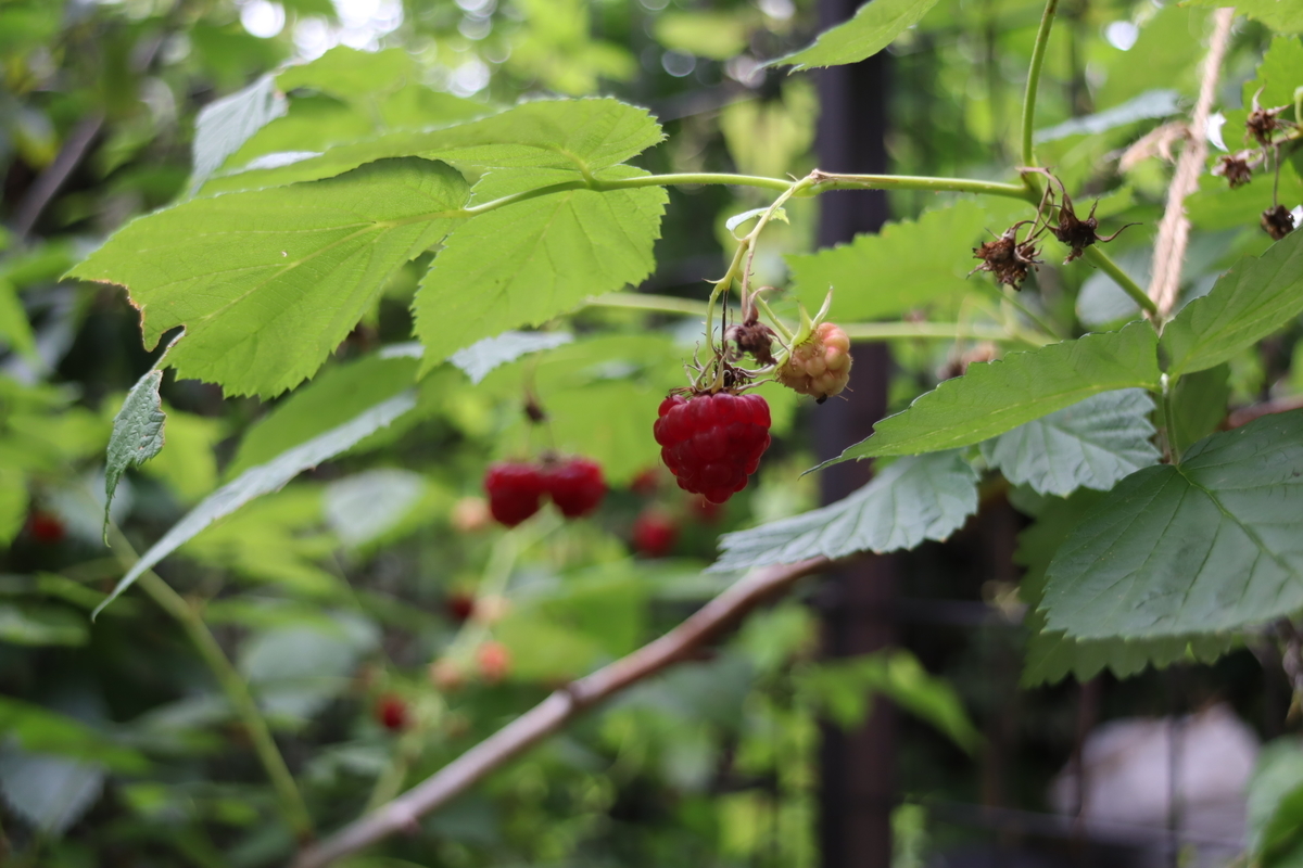 f:id:tomato_1:20210621034229j:plain