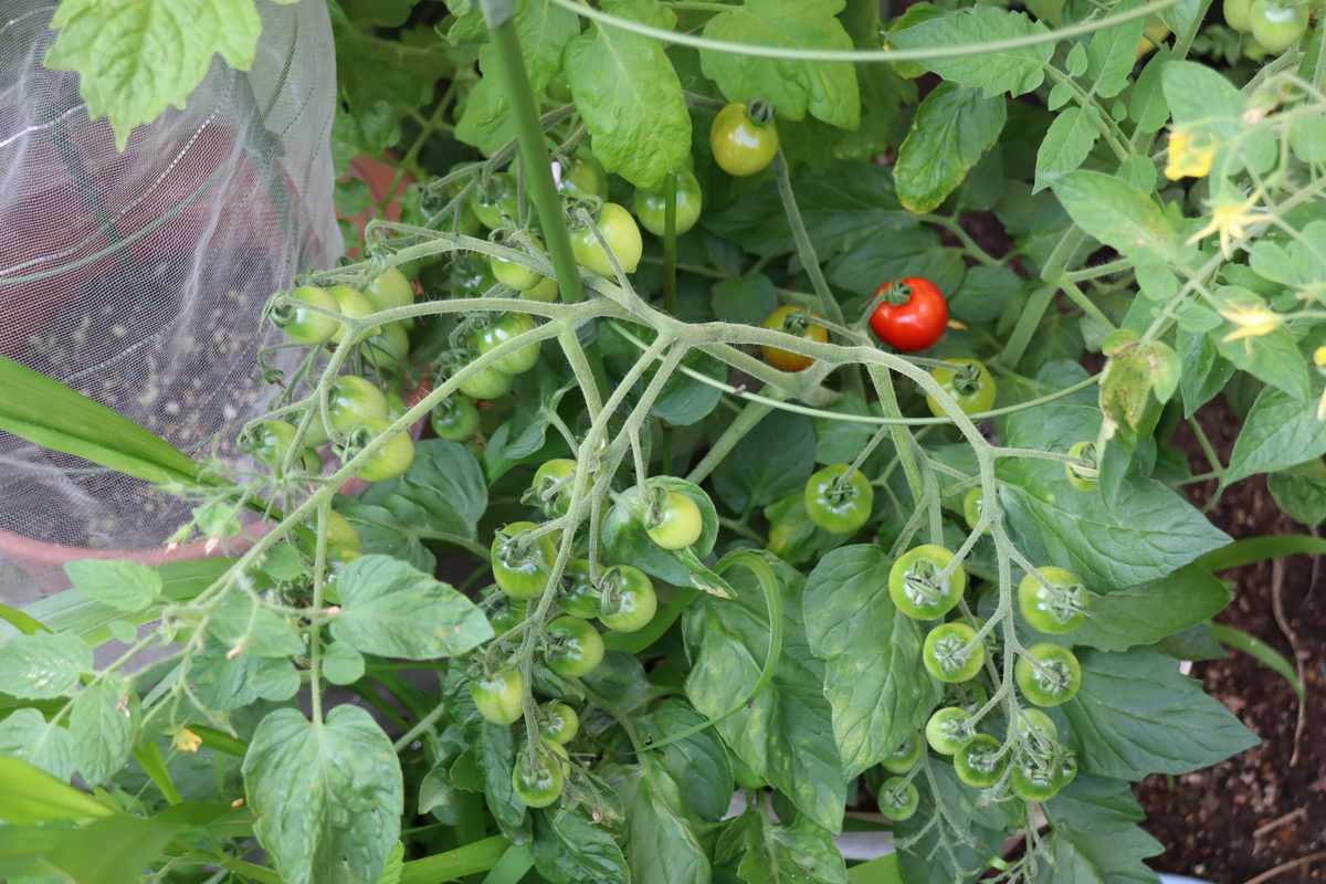 f:id:tomato_1:20210622035018j:plain