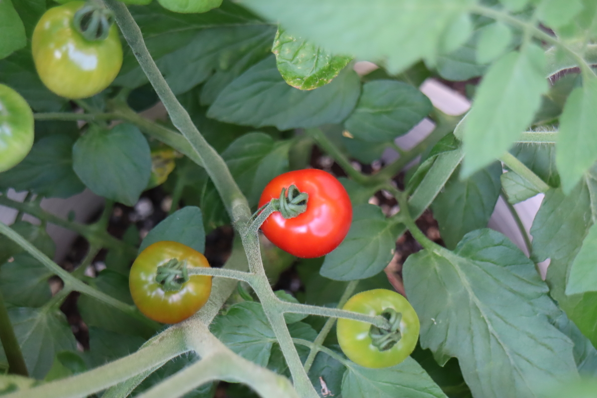f:id:tomato_1:20210622035033j:plain