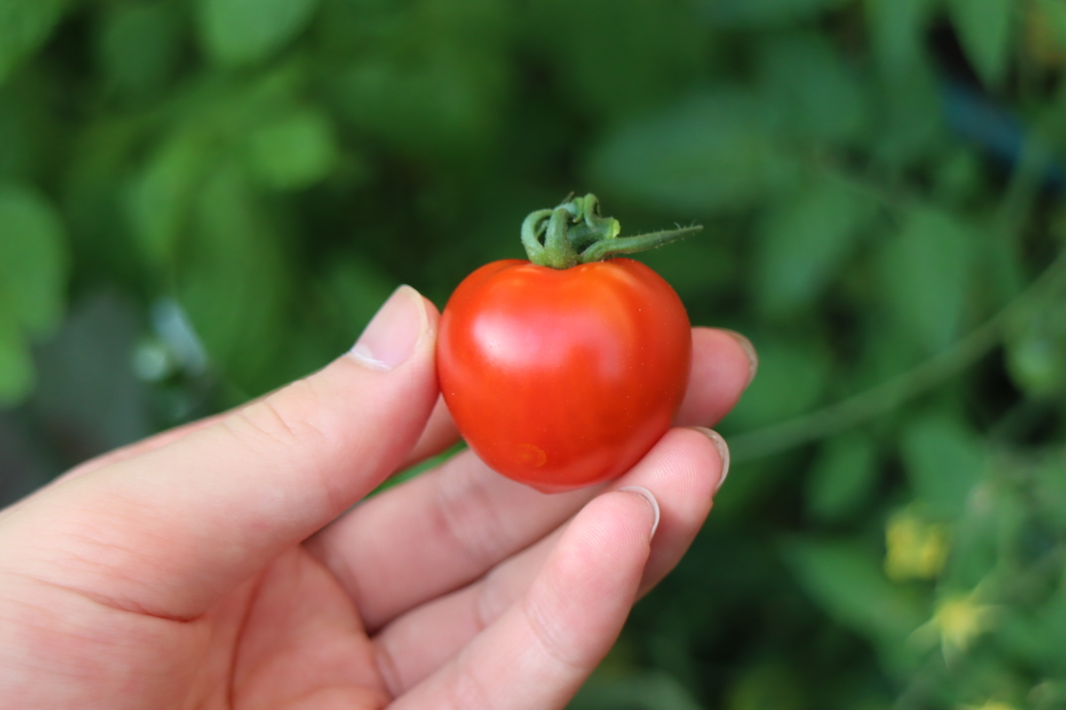 f:id:tomato_1:20210622035048j:plain