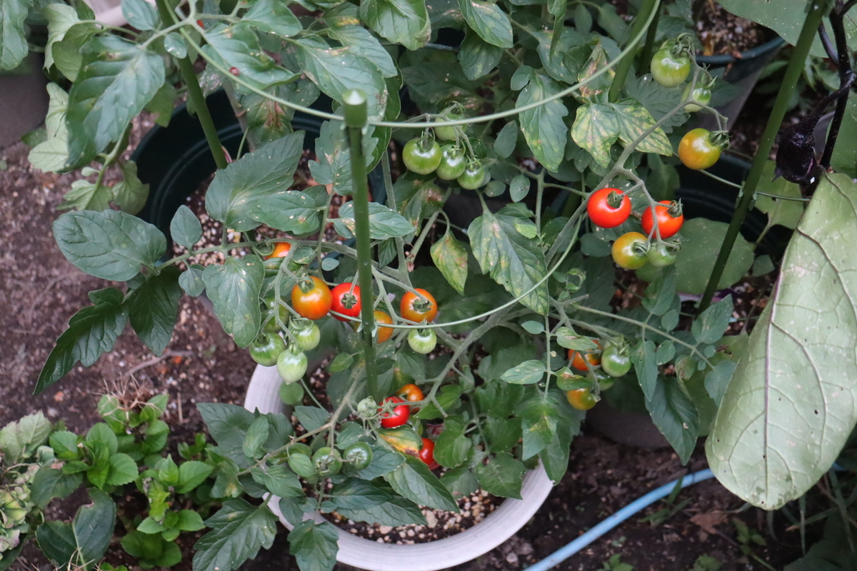 f:id:tomato_1:20210622040544j:plain