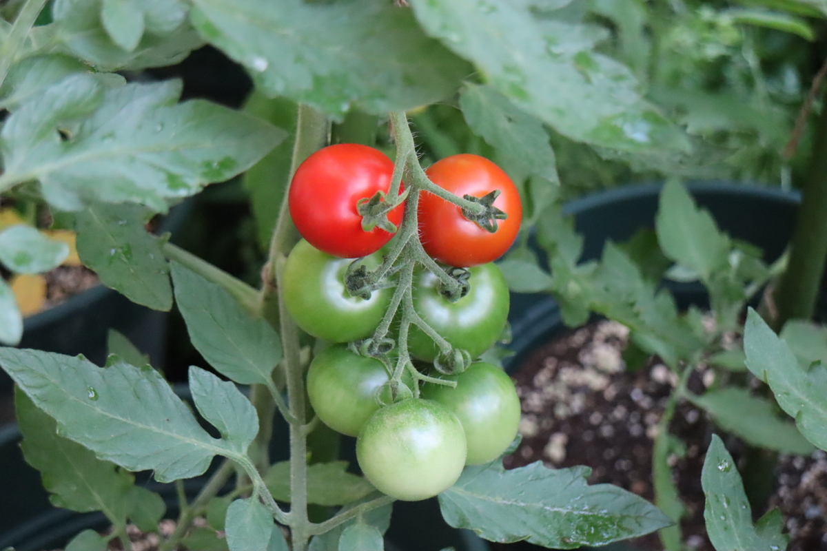 f:id:tomato_1:20210623210709j:plain