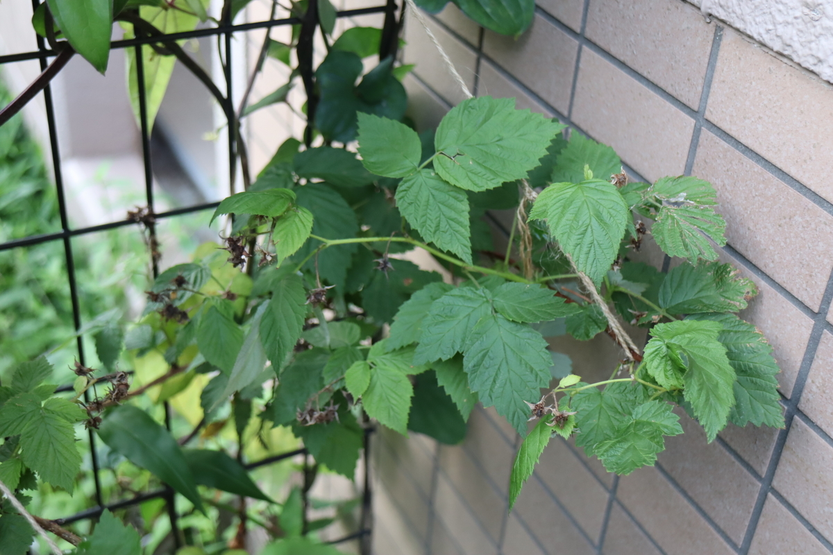 f:id:tomato_1:20210623210743j:plain
