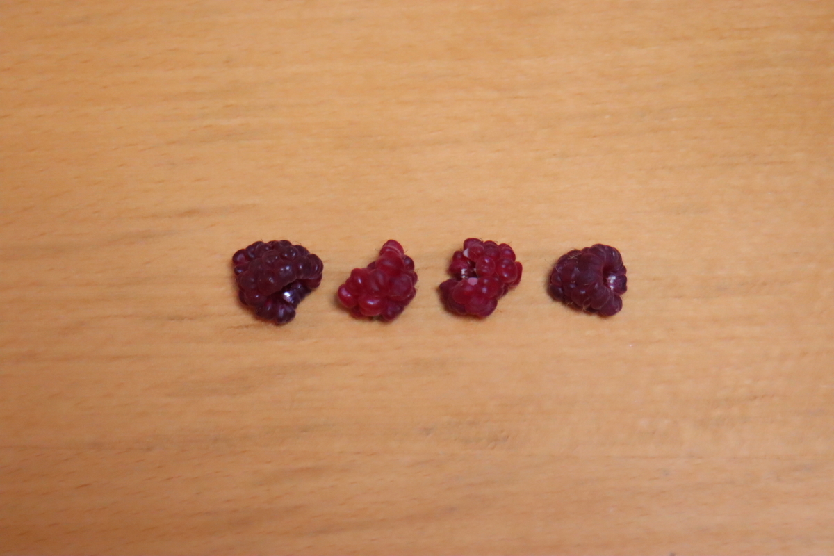 f:id:tomato_1:20210623210754j:plain