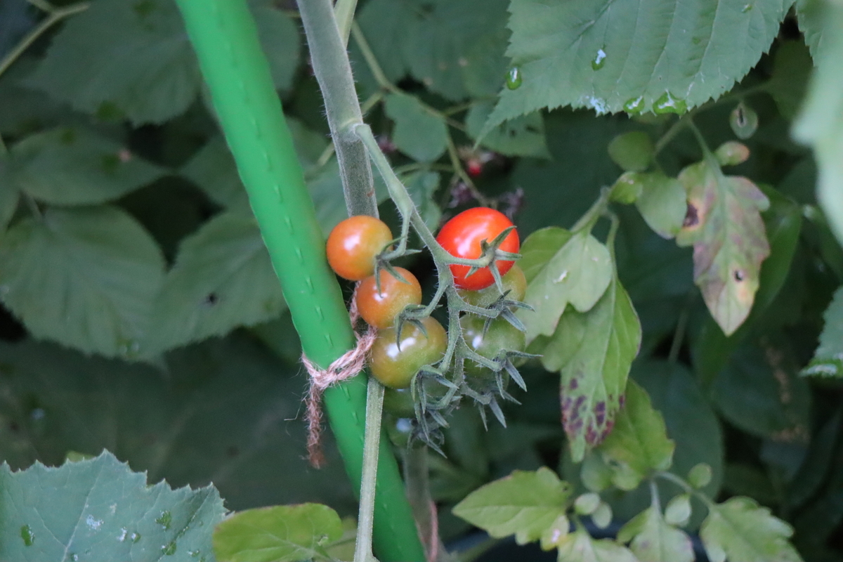 f:id:tomato_1:20210623212013j:plain