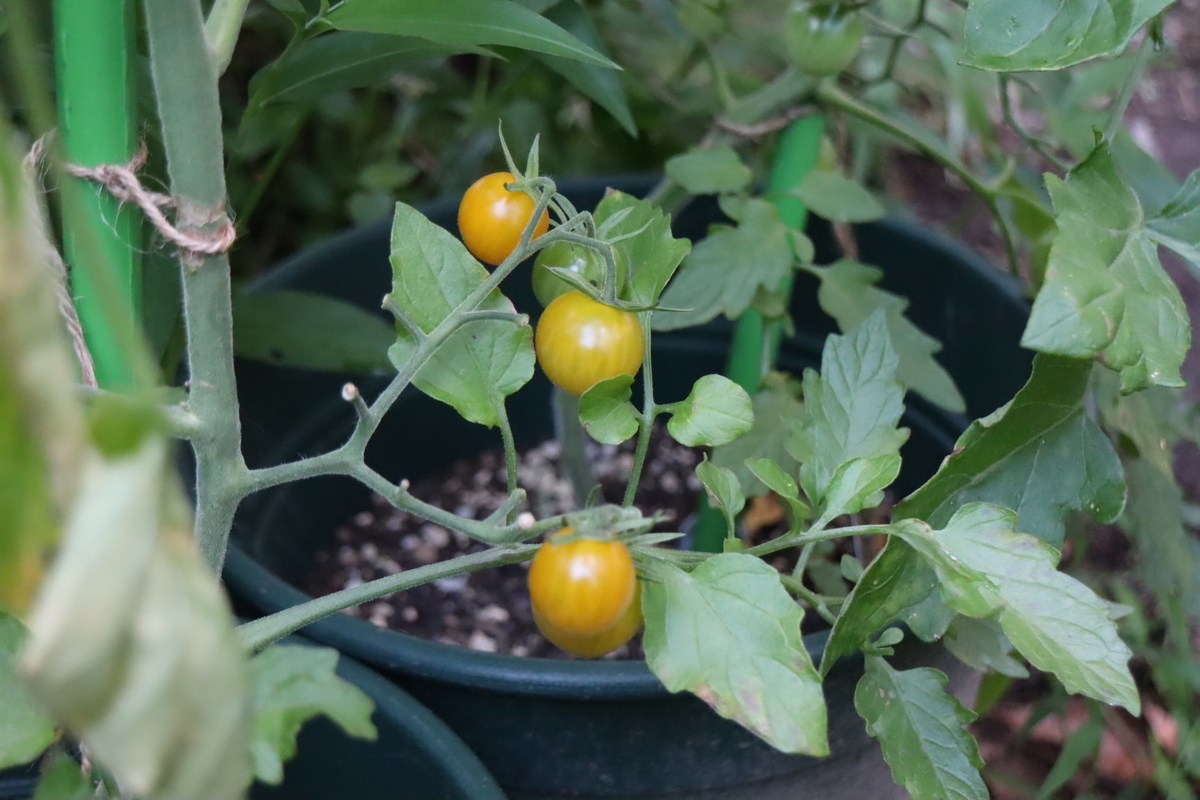 f:id:tomato_1:20210623212034j:plain