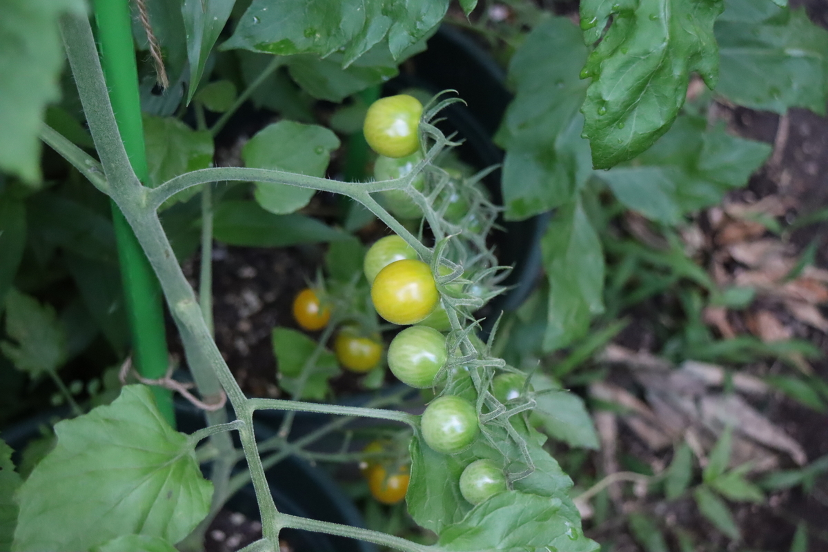 f:id:tomato_1:20210623212046j:plain