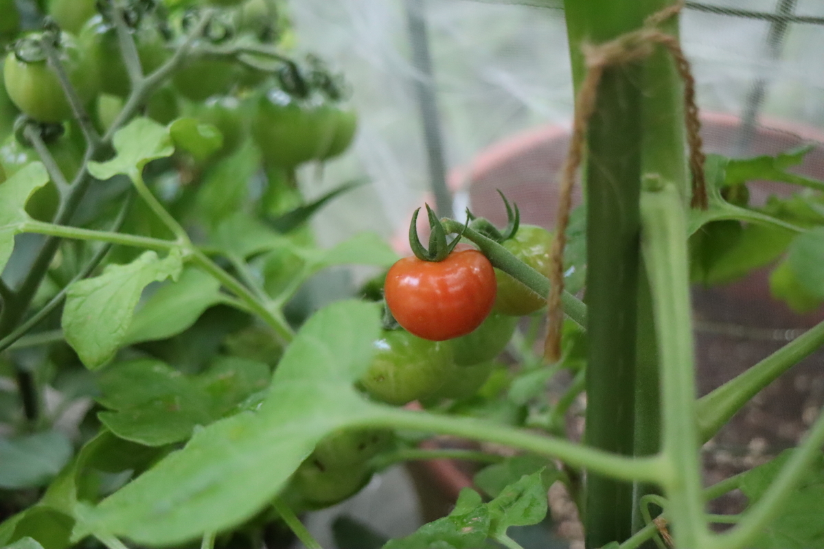 f:id:tomato_1:20210623212107j:plain