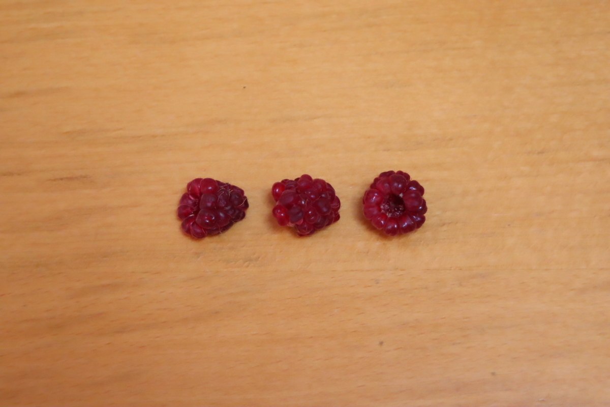 f:id:tomato_1:20210625030213j:plain