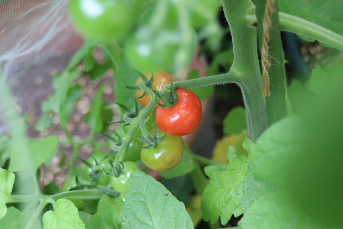 f:id:tomato_1:20210626004813j:plain