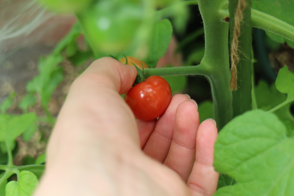 f:id:tomato_1:20210626004825j:plain