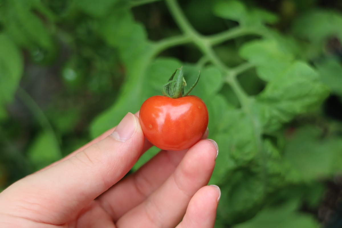 f:id:tomato_1:20210626004842j:plain