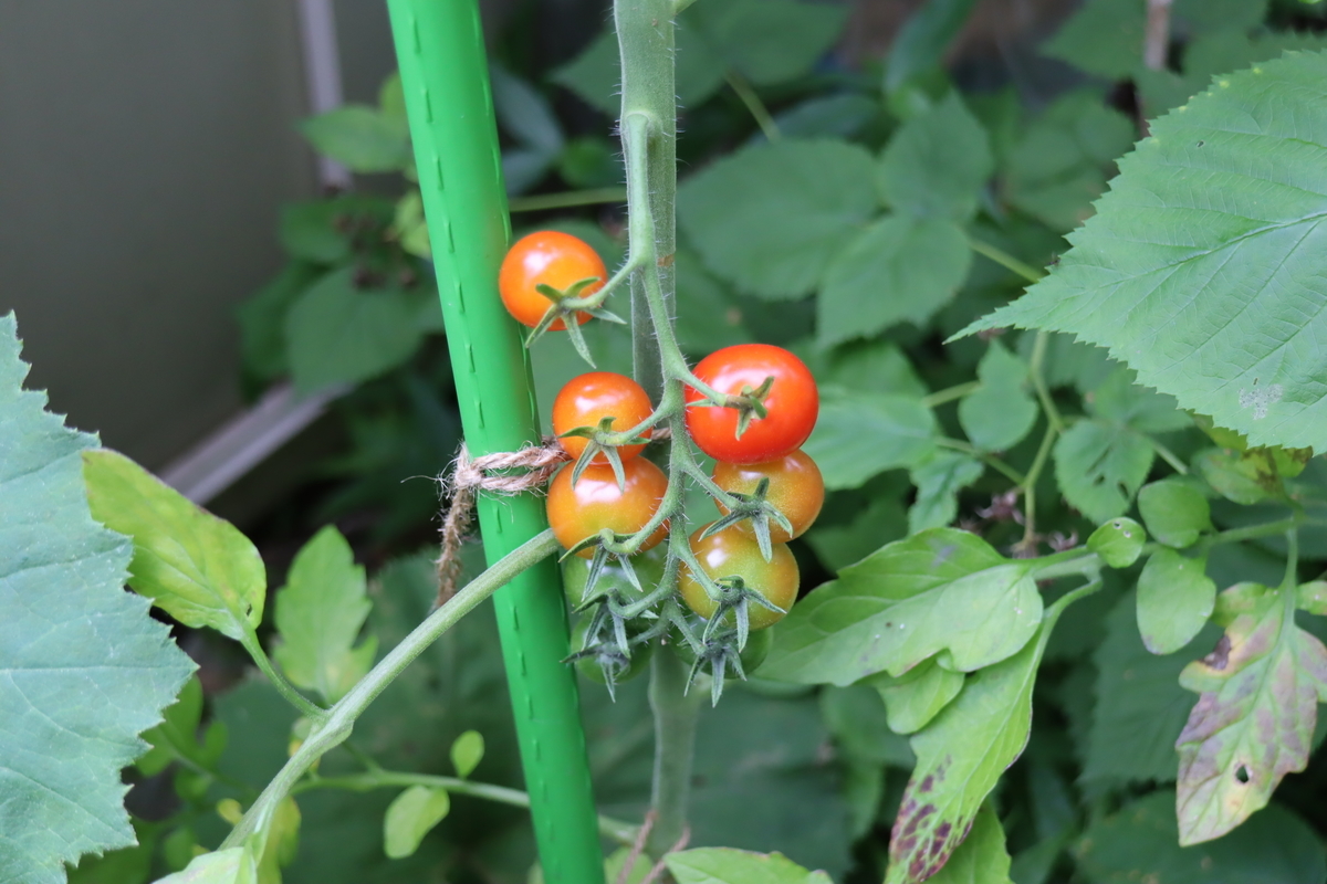f:id:tomato_1:20210626004929j:plain