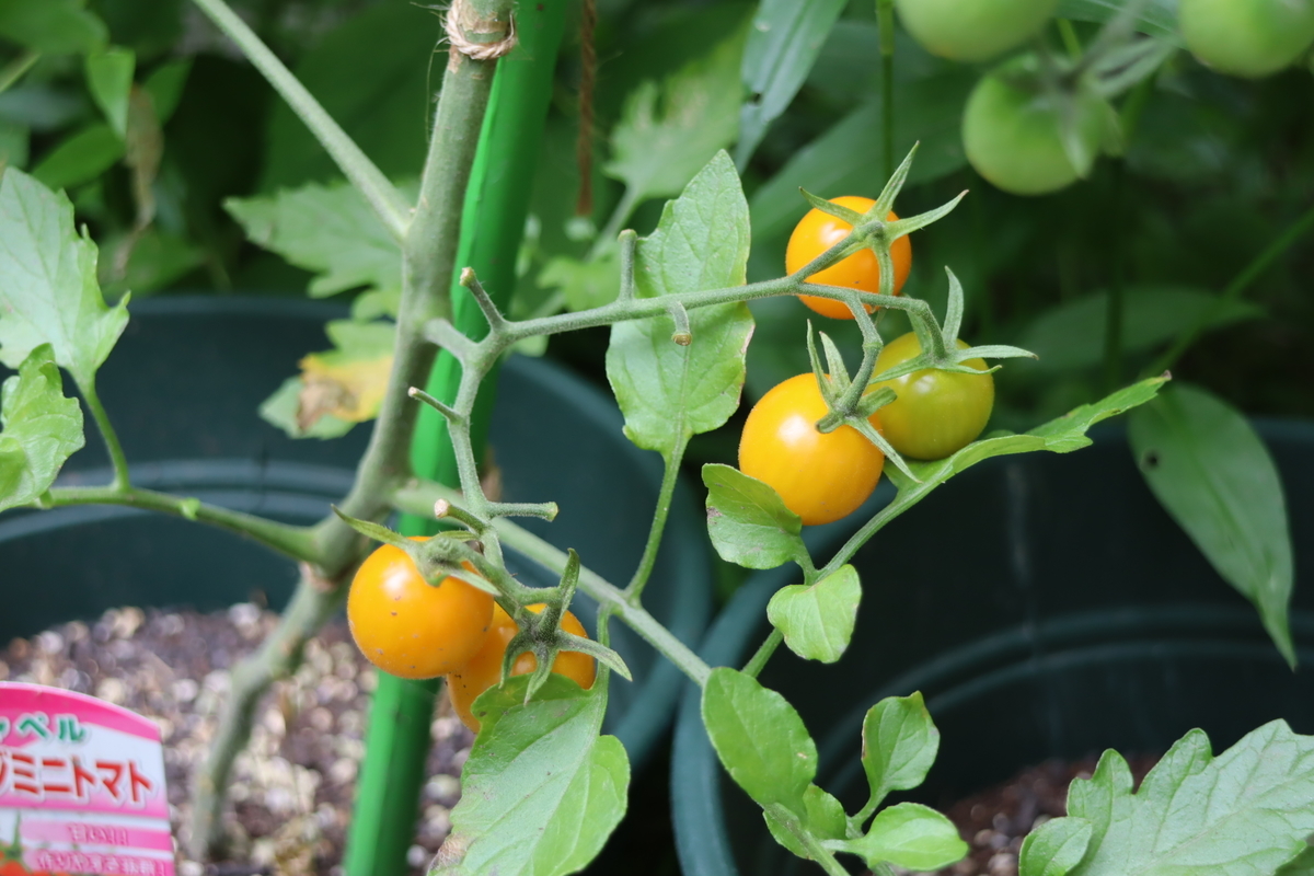 f:id:tomato_1:20210626004944j:plain