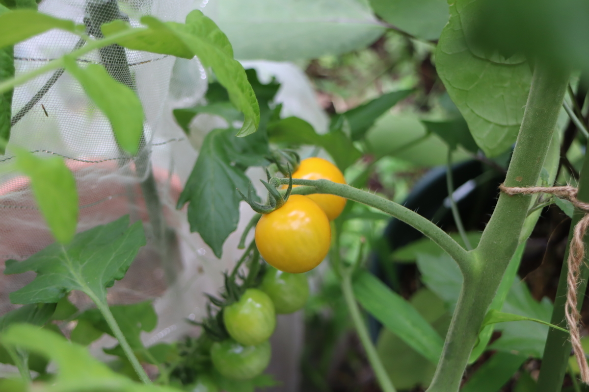 f:id:tomato_1:20210626004954j:plain