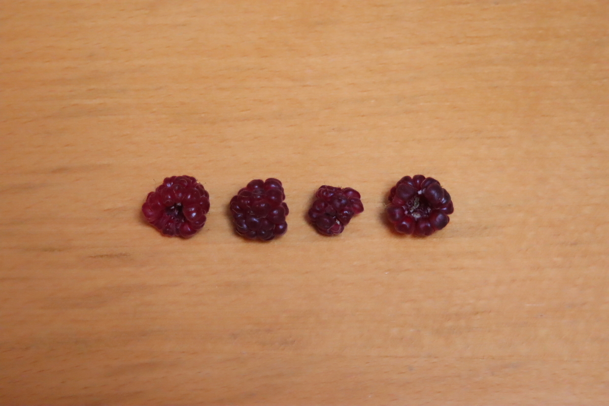 f:id:tomato_1:20210626005128j:plain