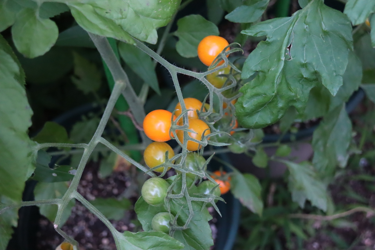f:id:tomato_1:20210626221411j:plain