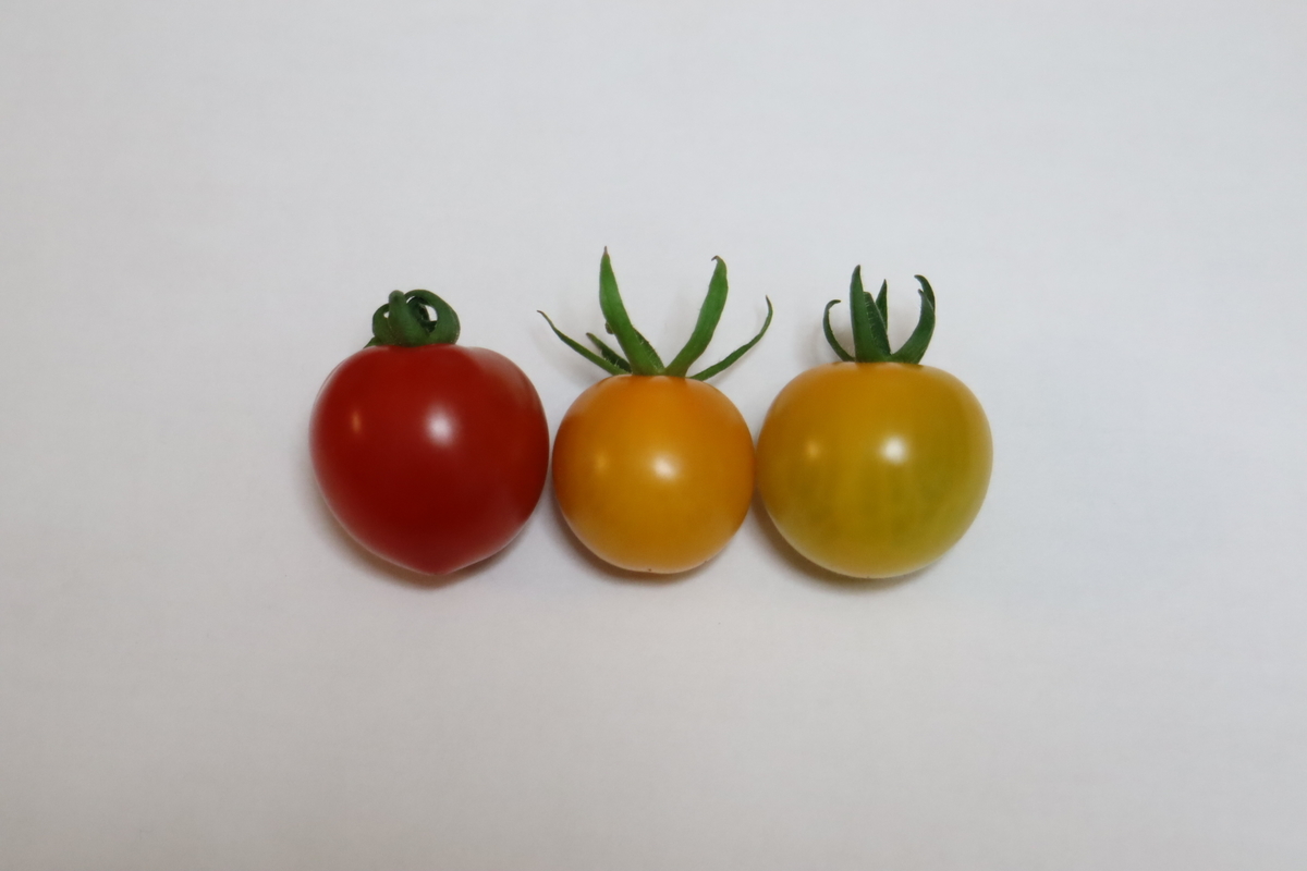 f:id:tomato_1:20210626225724j:plain