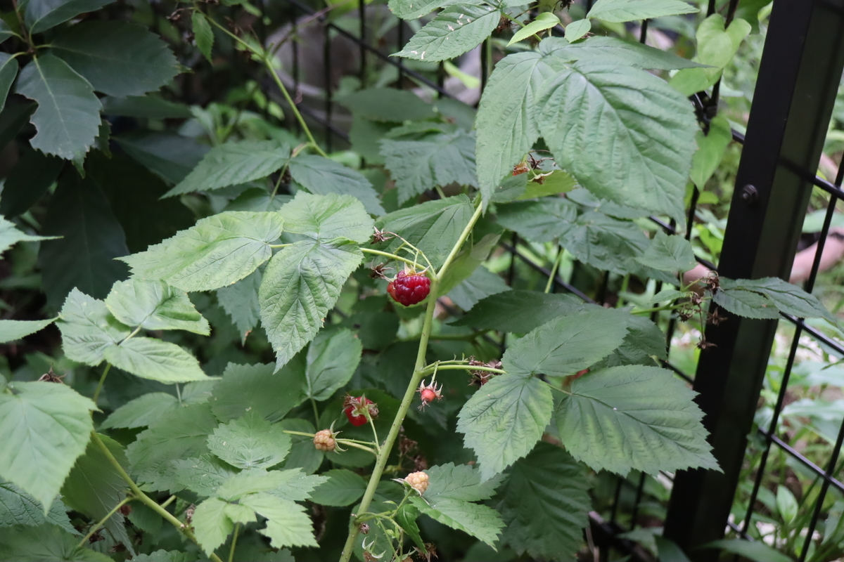 f:id:tomato_1:20210626230822j:plain
