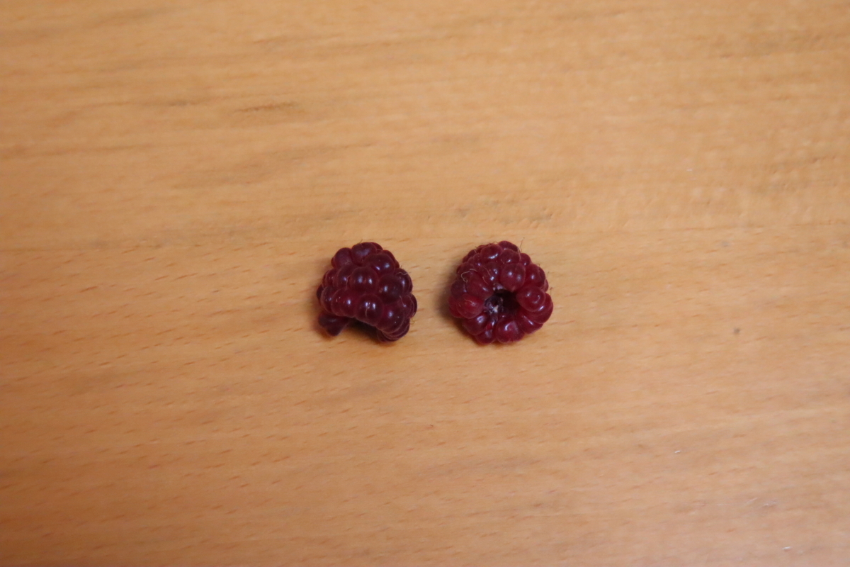 f:id:tomato_1:20210626230848j:plain