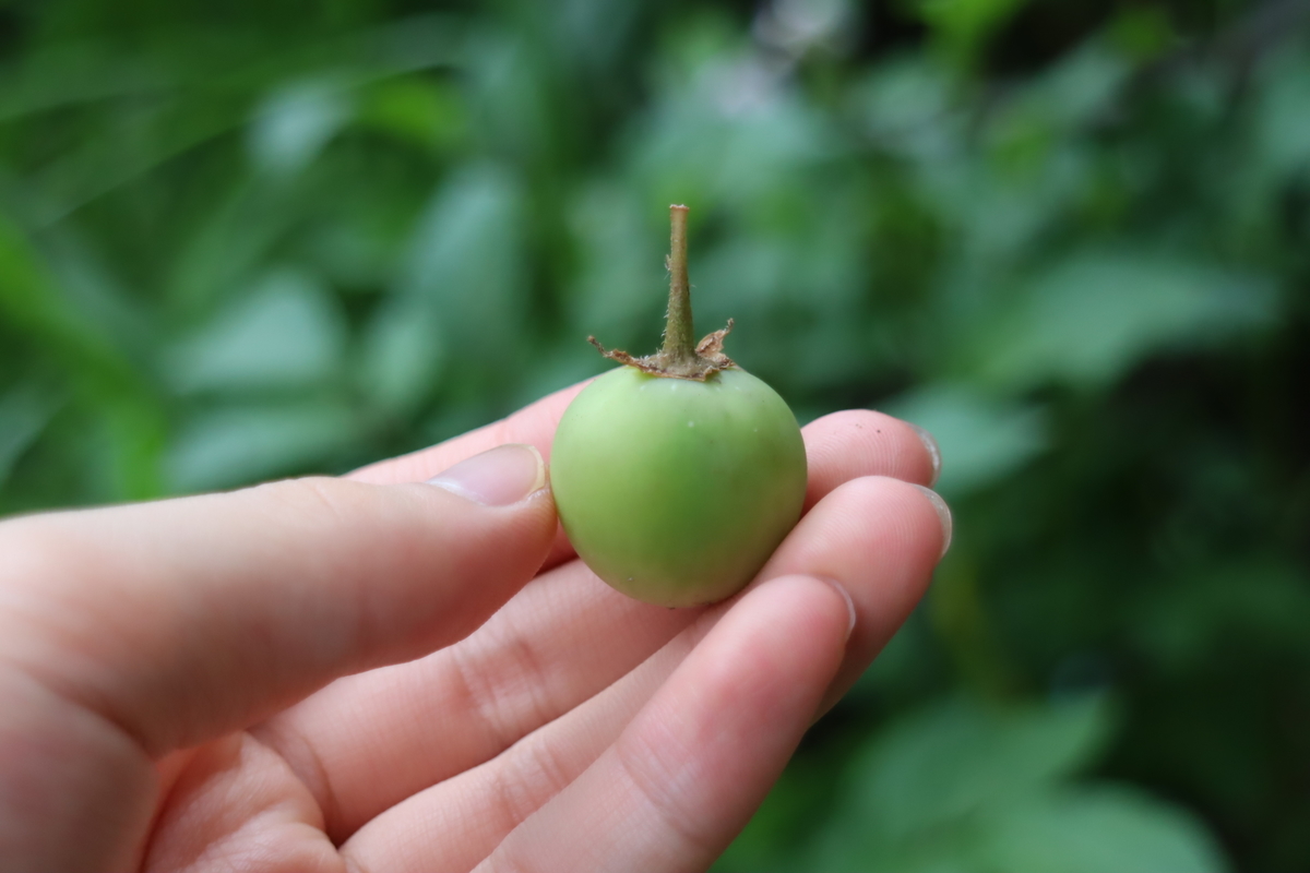 f:id:tomato_1:20210626231548j:plain
