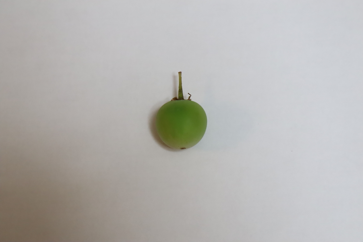 f:id:tomato_1:20210626232342j:plain